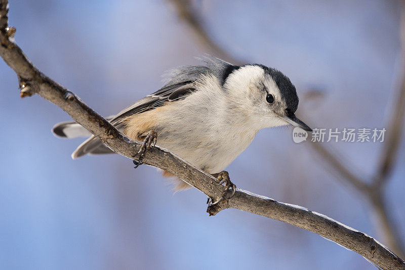 位于Sitta Carolinensis的白胸Nuthatch